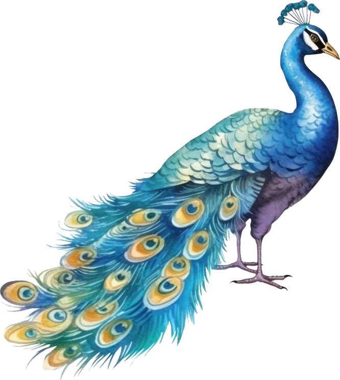 Peacock bird watercolor illustration